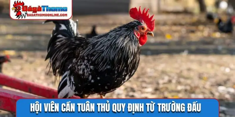 Hội viên cần tuân thủ quy định từ trường đấu
