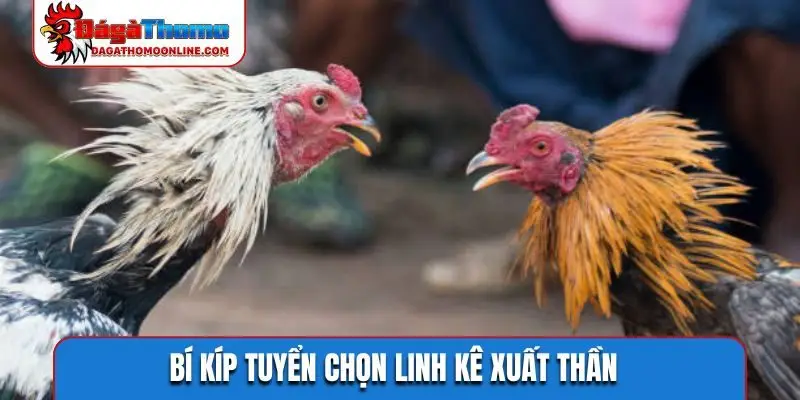 Bí kíp tuyển chọn linh kê xuất thần