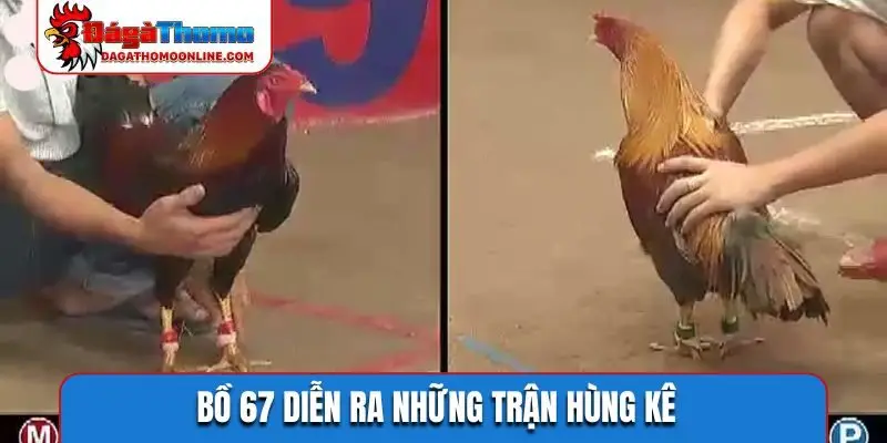 Bồ 67 diễn ra những trận hùng kê