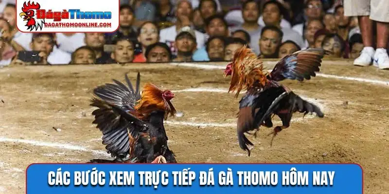 Các bước xem trực tiếp đá gà Thomo hôm nay