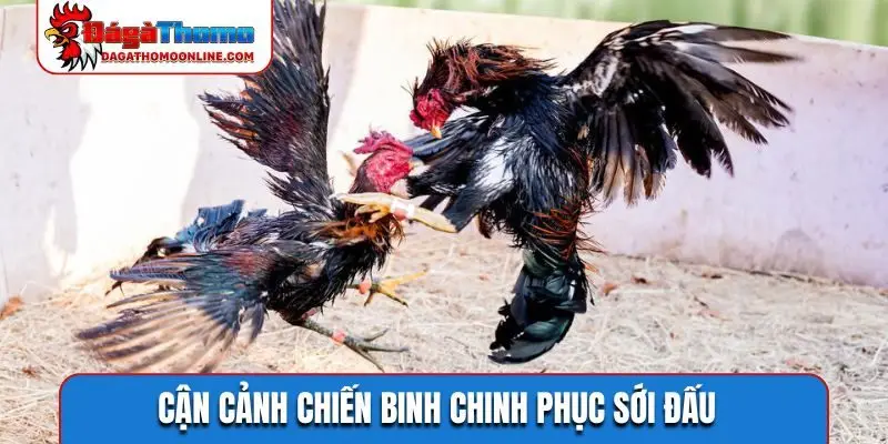 Cận cảnh chiến binh chinh phục sới đấu