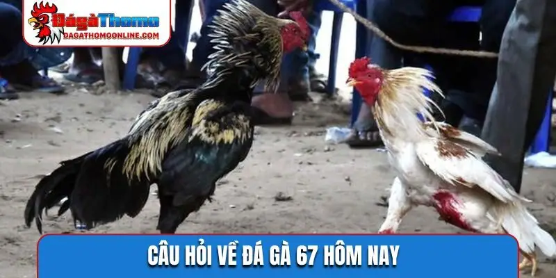 Câu hỏi về đá gà 67 hôm nay