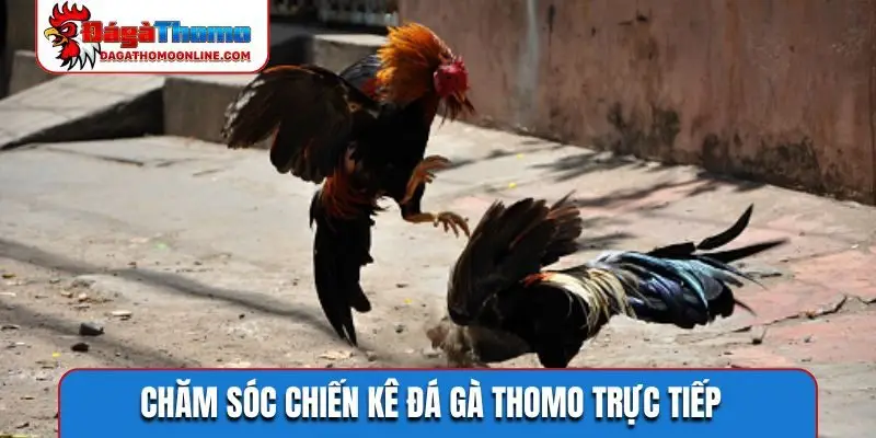 Chăm sóc chiến kê đá gà thomo trực tiếp