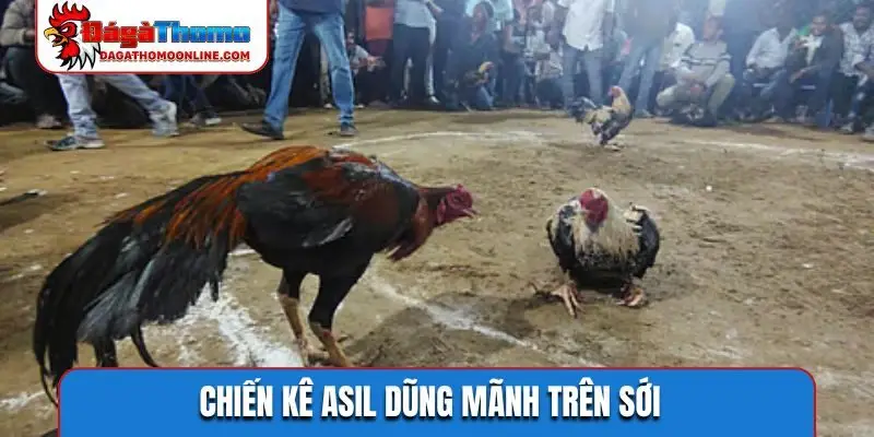 Chiến kê Asil dũng mãnh trên sới