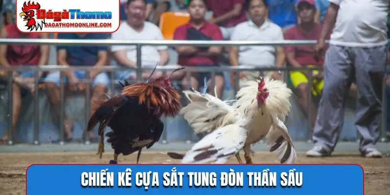 Chiến kê cựa sắt tung đòn thần sầu