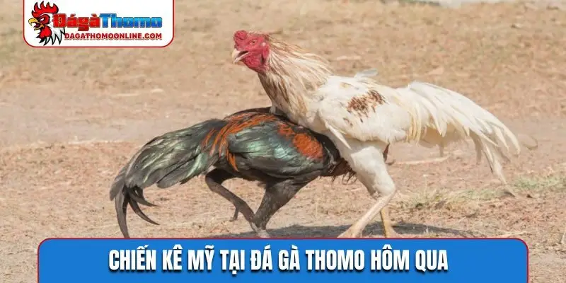 Chiến kê Mỹ tại đá gà Thomo hôm qua