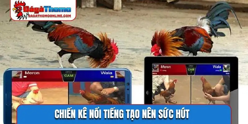 Chiến kê nổi tiếng tạo nên sức hút