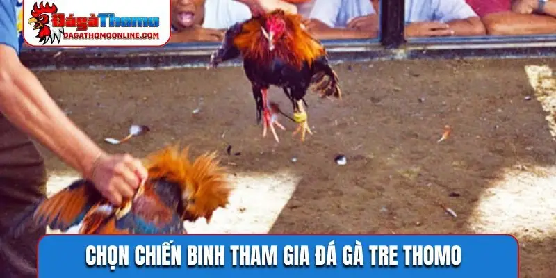 Chọn chiến binh tham gia đá gà tre Thomo