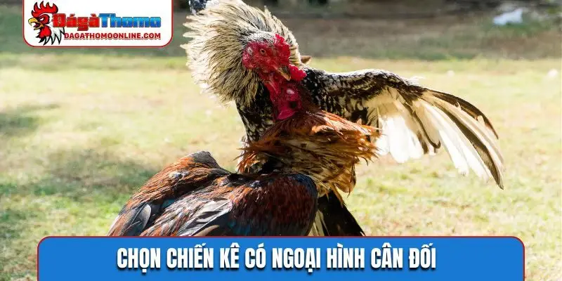 Chọn chiến kê có ngoại hình cân đối