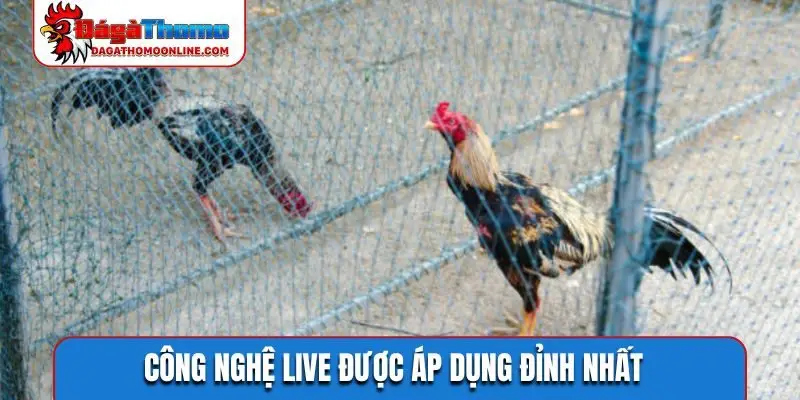 Công nghệ live được áp dụng đỉnh nhất