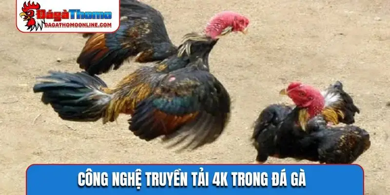 Công nghệ truyền tải 4K trong đá gà