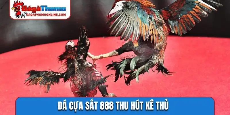 Đá cựa sắt 888 thu hút kê thủ