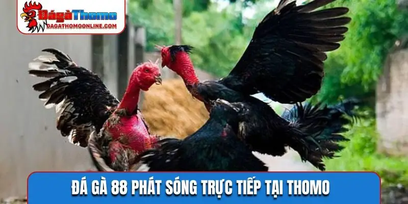 Đá gà 88 phát sóng trực tiếp tại Thomo