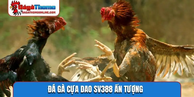 Đá gà cựa dao SV388 ấn tượng