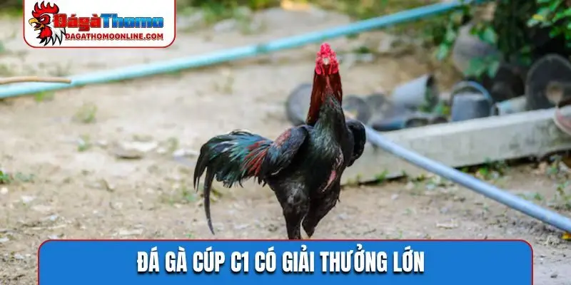 Đá gà cúp C1 có giải thưởng lớn