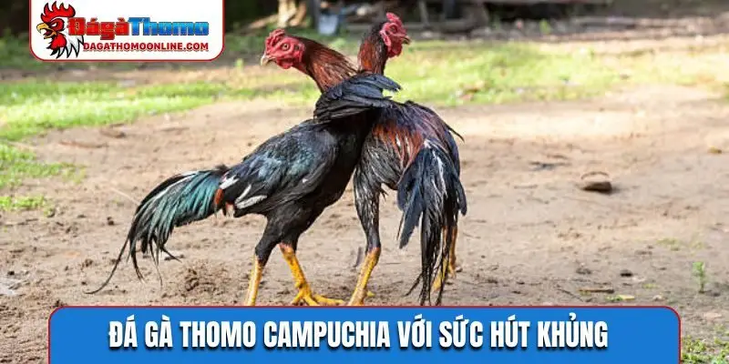 Đá gà Thomo Campuchia với sức hút khủng