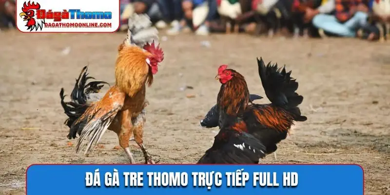 Đá gà tre Thomo trực tiếp full HD