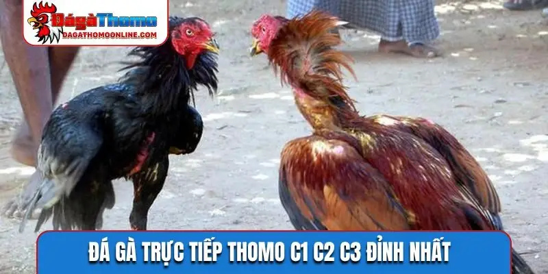 Đá gà trực tiếp Thomo C1 C2 C3 đỉnh nhấtĐá gà trực tiếp Thomo C1 C2 C3 đỉnh nhất