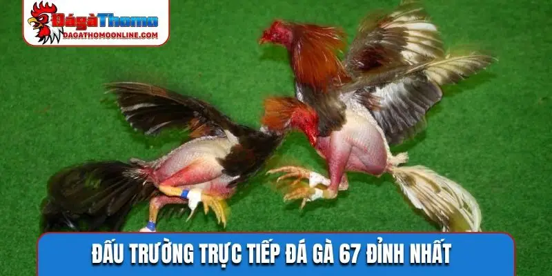 Đấu trường trực tiếp đá gà 67 đỉnh nhất