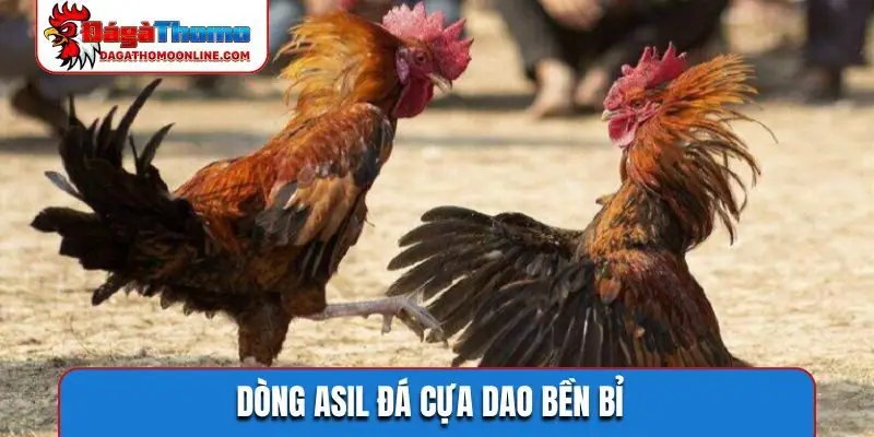 Dòng Asil đá cựa dao bền bỉ