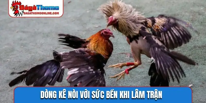 Dòng kê nòi với sức bền khi lâm trận
