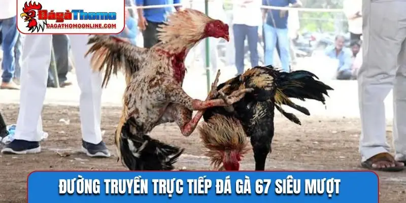 Đường truyền trực tiếp đá gà 67 siêu mượt