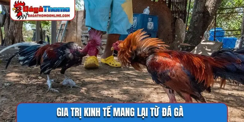 Gia trị kinh tế mang lại từ đá gà