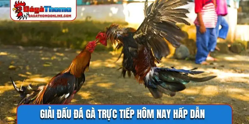 Giải đấu đá gà trực tiếp hôm nay hấp dẫn