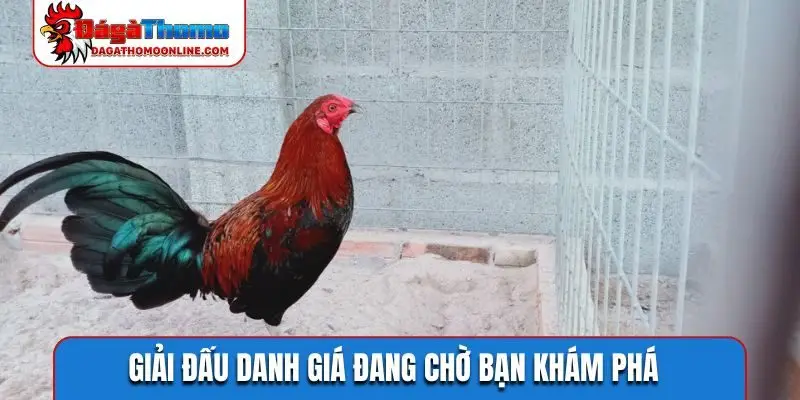 Giải đấu danh giá đang chờ bạn khám phá