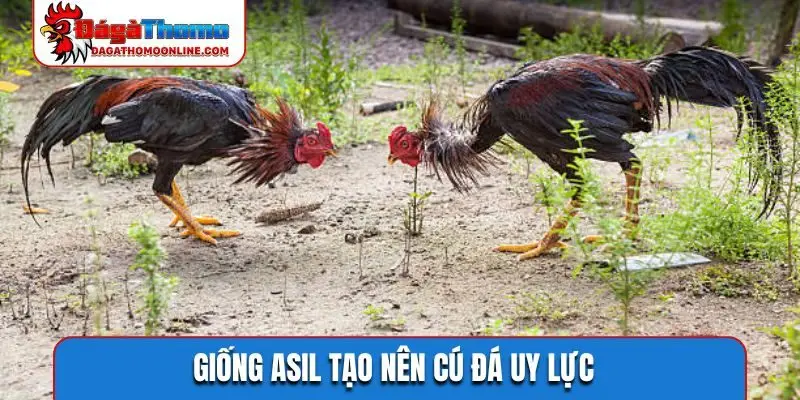 Giống Asil tạo nên cú đá uy lực