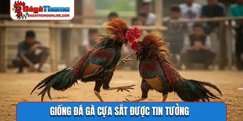 Giống đá gà cựa sắt được tin tưởng