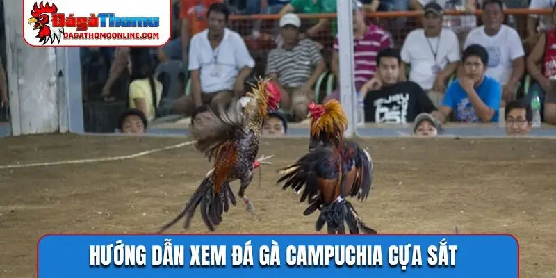 Hướng dẫn xem đá gà Campuchia cựa sắt