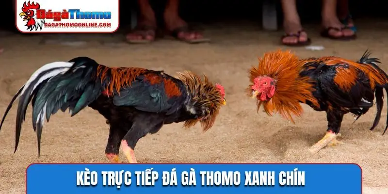 Kèo trực tiếp đá gà Thomo xanh chín