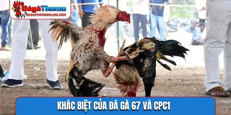 Khác biệt của đá gà 67 và CPC1