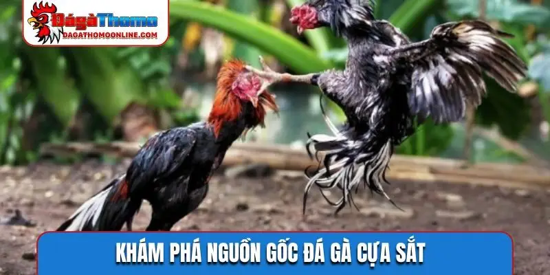Khám phá nguồn gốc đá gà cựa sắt