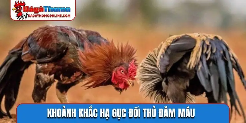 Khoảnh khắc hạ gục đối thủ đẫm máu