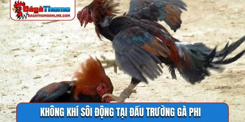 Không khí sôi động tại đấu trường gà Phi