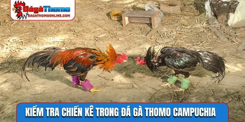 Kiểm tra chiến kê trong đá gà Thomo Campuchia