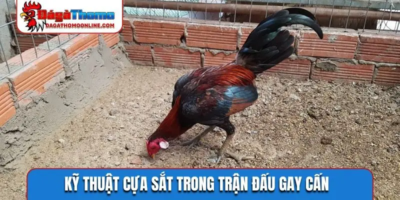Kỹ thuật cựa sắt trong trận đấu gay cấn