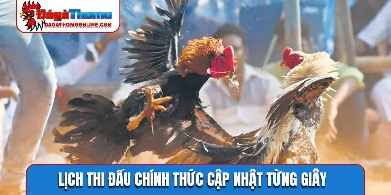 Lịch thi đấu chính thức cập nhật từng giây