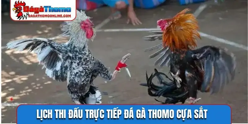 Lịch thi đấu trực tiếp đá gà Thomo cựa sắt