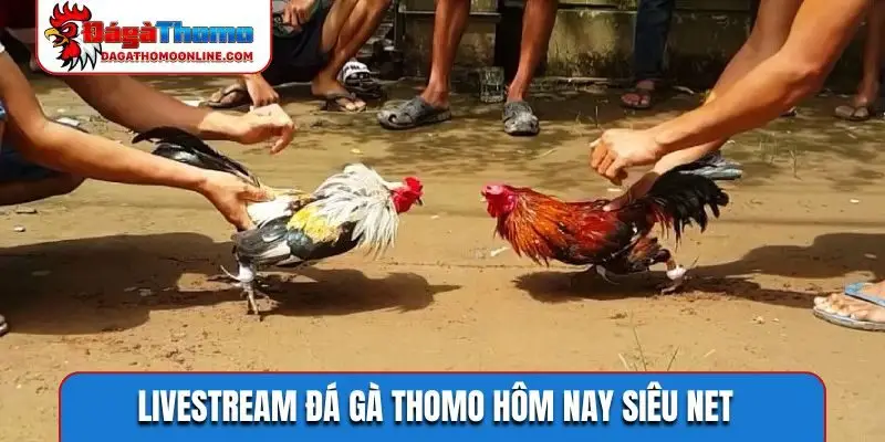 Livestream đá gà Thomo hôm nay siêu net
