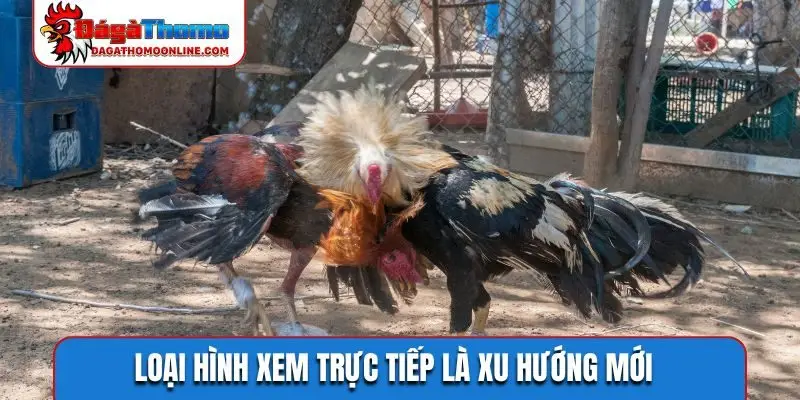 Loại hình xem trực tiếp là xu hướng mới