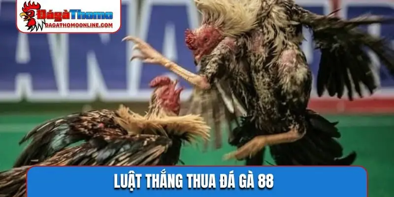 Luật thắng thua đá gà 88