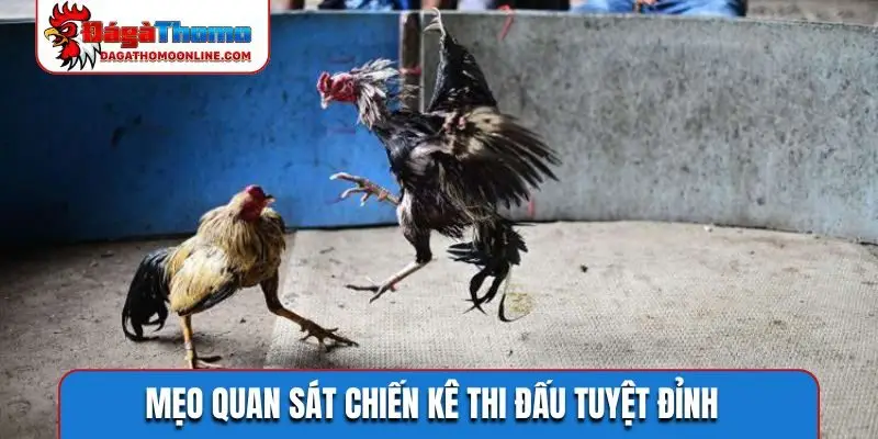 Mẹo quan sát chiến kê thi đấu tuyệt đỉnh