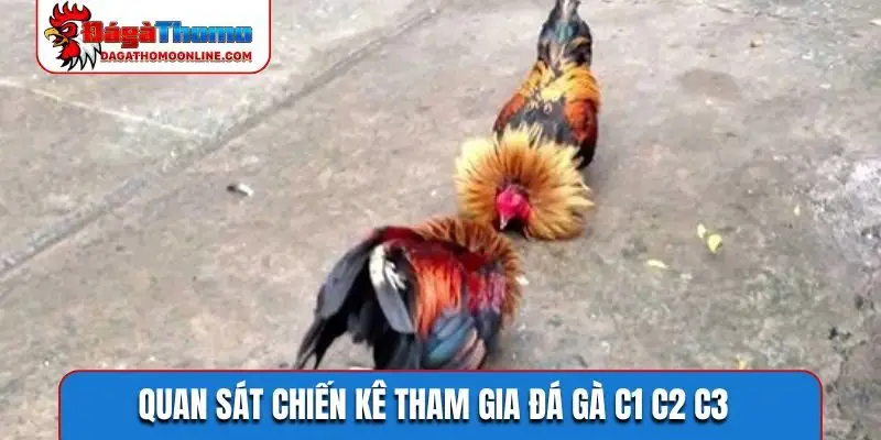 Quan sát chiến kê tham gia đá gà C1 C2 C3