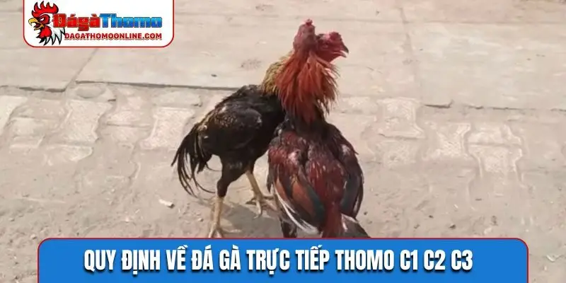 Quy định về đá gà trực tiếp Thomo C1 C2 C3