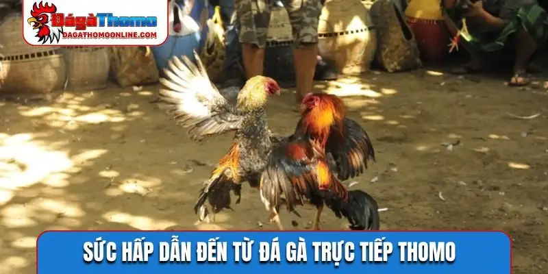 Sức hấp dẫn đến từ đá gà trực tiếp Thomo
