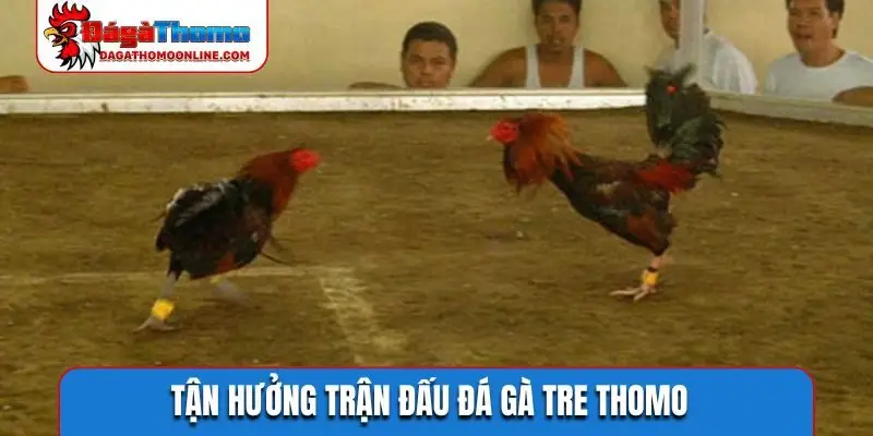 Tận hưởng trận đấu đá gà tre Thomo
