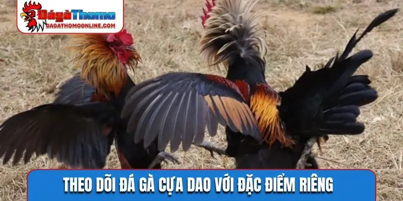 Theo dõi đá gà cựa dao với đặc điểm riêng